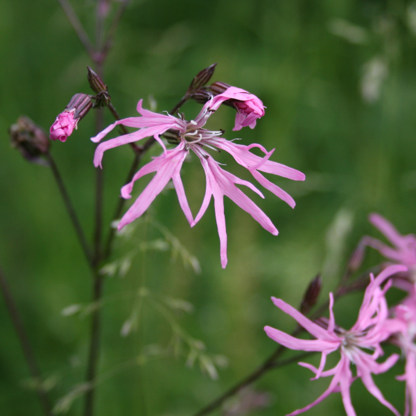 Lychnis fleur de coucou (Silene flos-cuculi L.) &copy; Nicolas Macaire / LPO